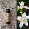 Coventry Creations Neroli ~ Wicked Good Energetic Oil (2 Dram; 7 Ml) 2 Coventry Creations Neroli ~ Wicked Good Energetic Oil (2 Dram; 7 Ml)