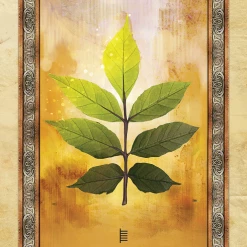 US Games Systems Celtic Tree Oracle Cards Metaphysical & Divination Gifts 13 US Games Systems Celtic Tree Oracle Cards Metaphysical & Divination Gifts