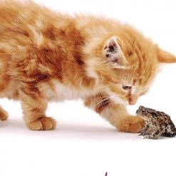 US Games Systems Cat Wisdom Cards