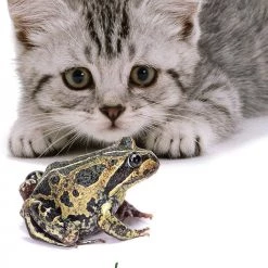 US Games Systems Cat Wisdom Cards